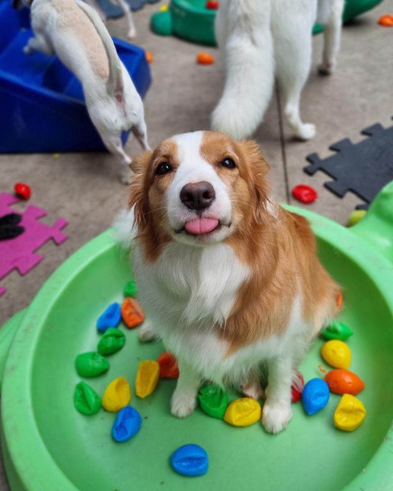 Carrossel - Ponto Club - 10