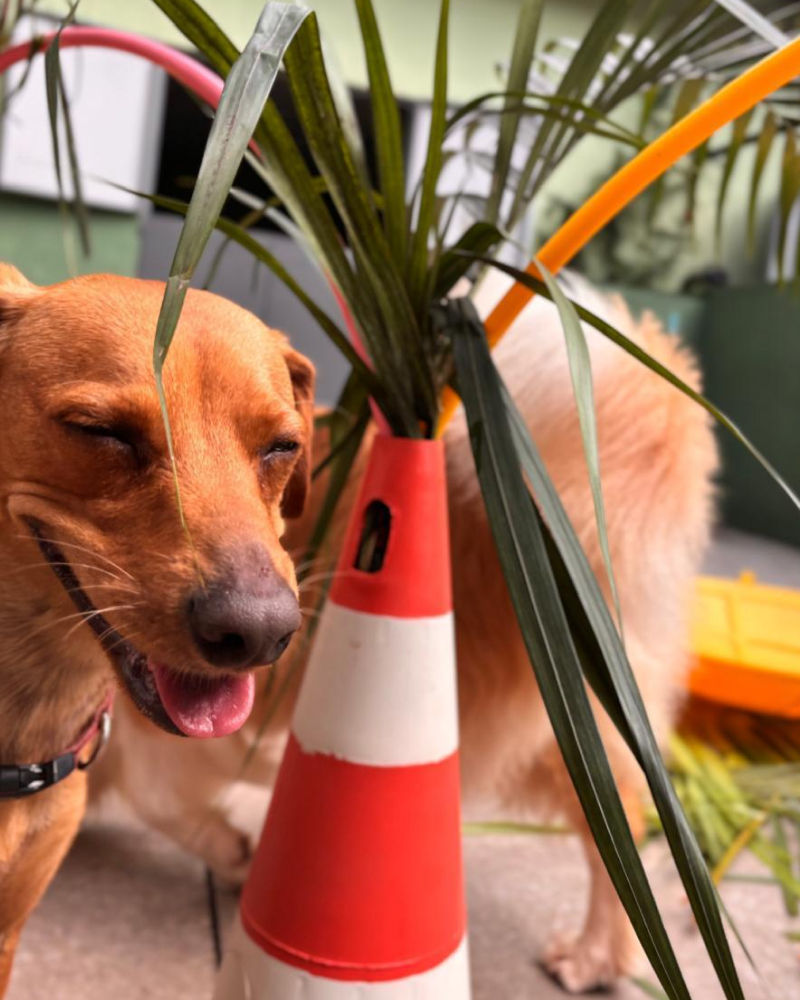 Carrossel - Ponto Club - 11