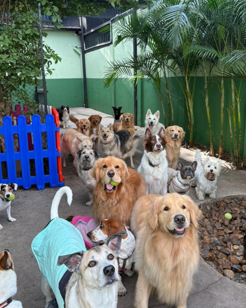 Carrossel - Ponto Club - 12