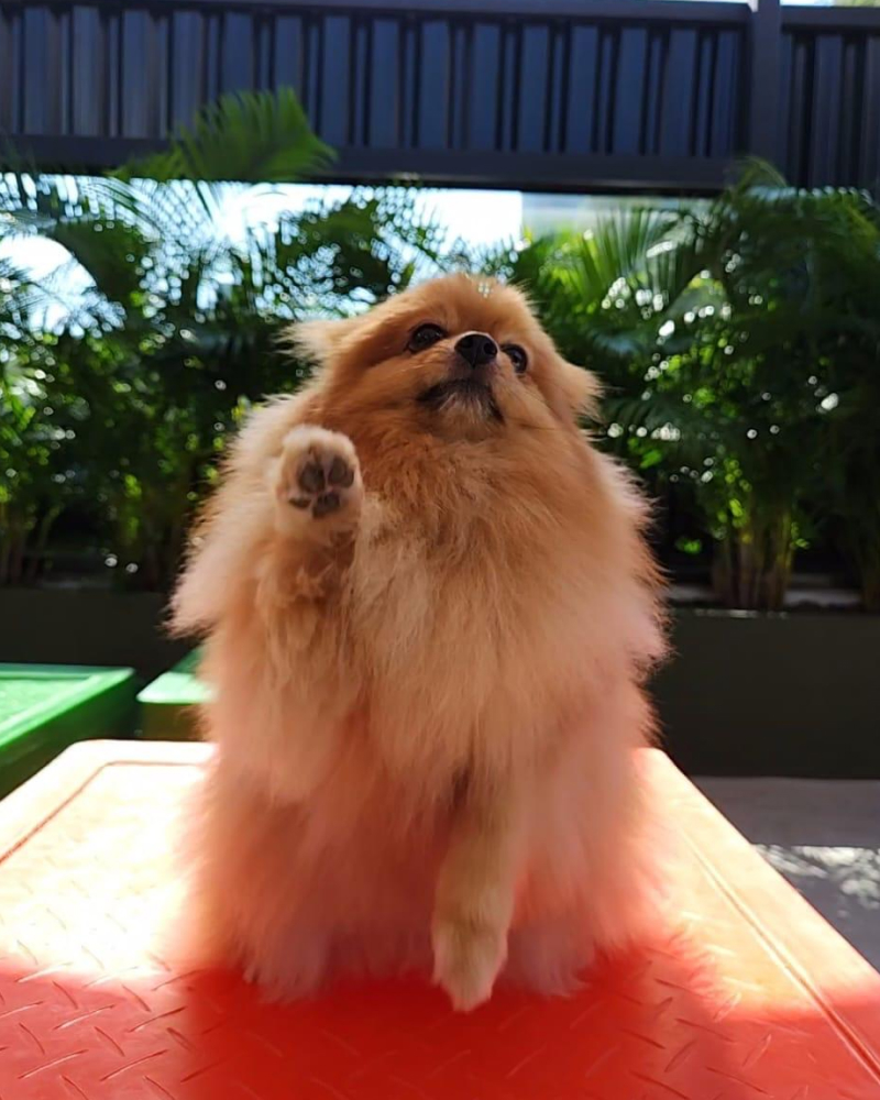 Carrossel - Ponto Club - 2