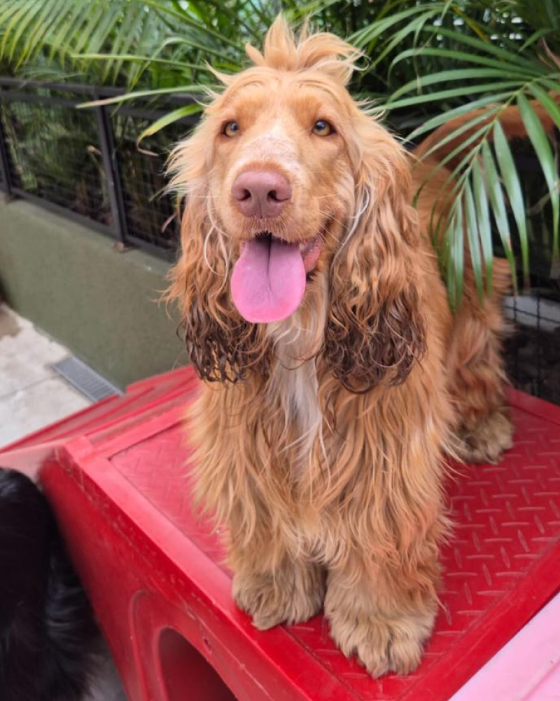 Carrossel - Ponto Club - 3