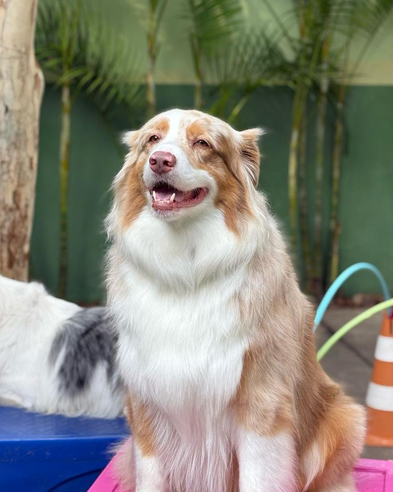 Carrossel - Ponto Club - 4