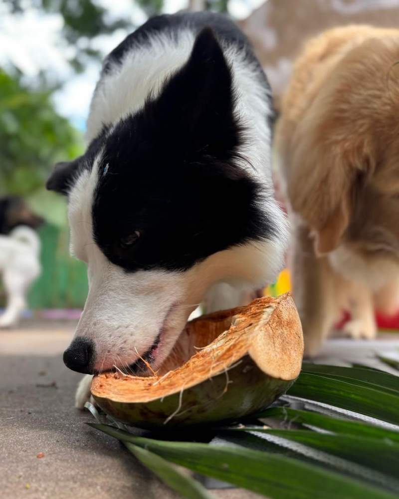 Carrossel - Ponto Club - 6