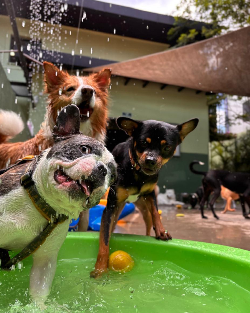 Carrossel - Ponto Club - 7