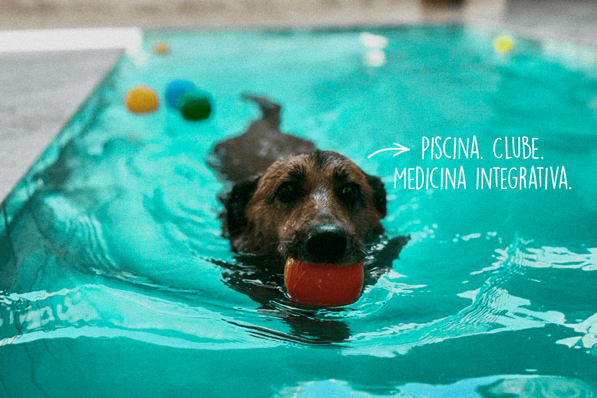 Imagem clube com natação - Ponto Club Dog