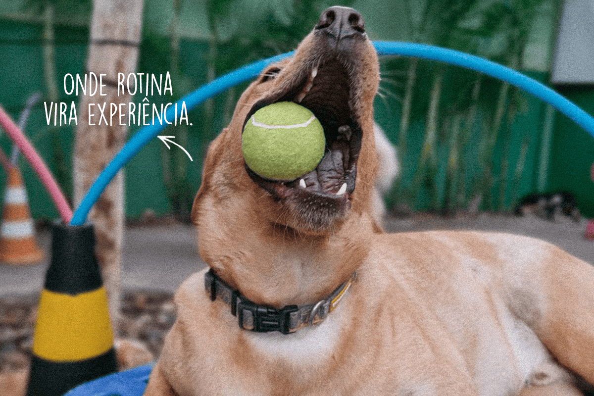 Imagem esporte - Ponto Club Dog