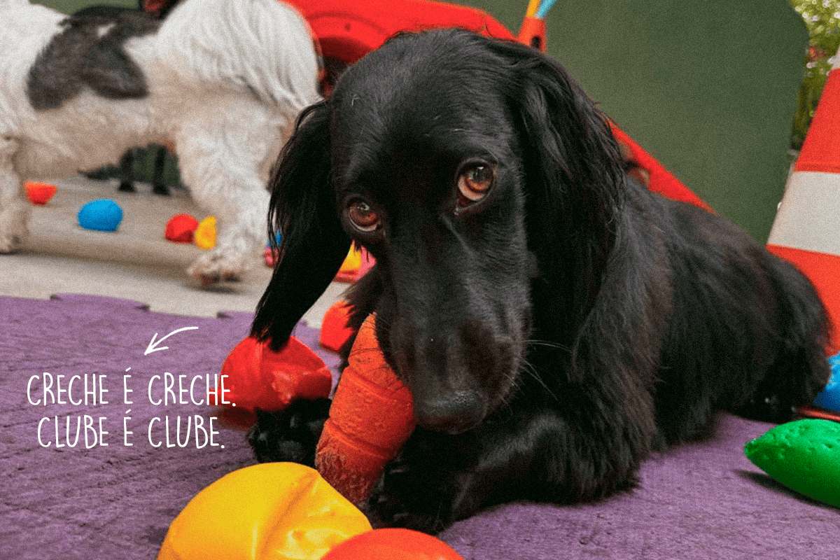 Imagem sobre nós - Ponto Club Dog
